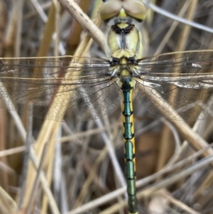 Hemicordulia tau at Molonglo Valley, ACT - 22 Nov 2021