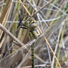 Hemicordulia tau at Molonglo Valley, ACT - suppressed