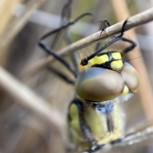 Hemicordulia tau at Molonglo Valley, ACT - 22 Nov 2021