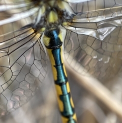 Hemicordulia tau at Molonglo Valley, ACT - 22 Nov 2021