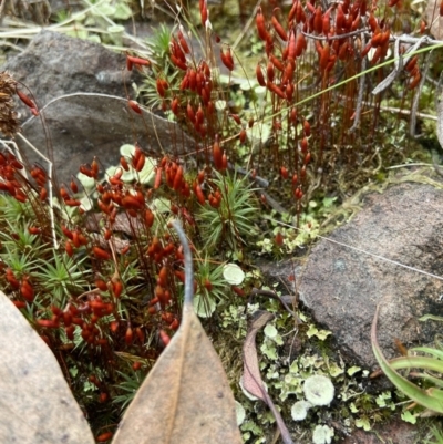 Rosulabryum sp. (A moss) at Black Mountain - 22 Nov 2021 by AJB