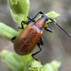 Ecnolagria grandis (Honeybrown beetle) at Gungaderra Grasslands - 21 Nov 2021 by AJB