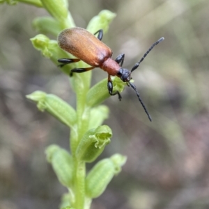 Ecnolagria grandis at Crace, ACT - 21 Nov 2021