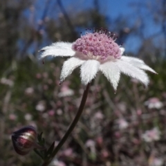 Actinotus forsythii (Pink Flannel Flower) at Bundanoon, NSW - 15 Mar 2021 by JanetRussell