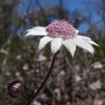 Actinotus forsythii (Pink Flannel Flower) at Morton National Park - 15 Mar 2021 by JanetRussell