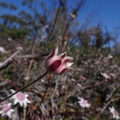 Actinotus forsythii at Bundanoon, NSW - 15 Mar 2021