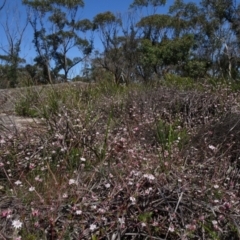 Actinotus forsythii at Bundanoon, NSW - 15 Mar 2021