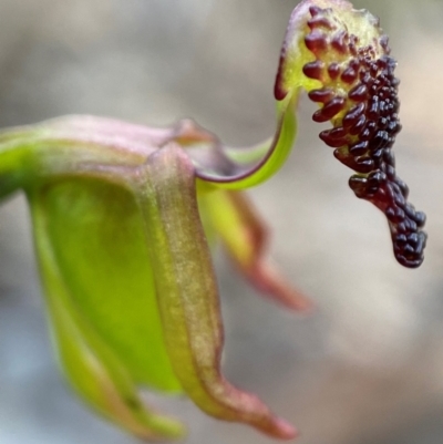 Caleana minor (Small Duck Orchid) at Black Mountain - 22 Nov 2021 by AJB