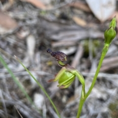 Caleana minor at Aranda, ACT - 22 Nov 2021