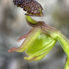 Caleana minor at Aranda, ACT - 22 Nov 2021