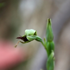 Calochilus paludosus (Strap Beard Orchid) at Moruya, NSW - 22 Nov 2021 by LisaH