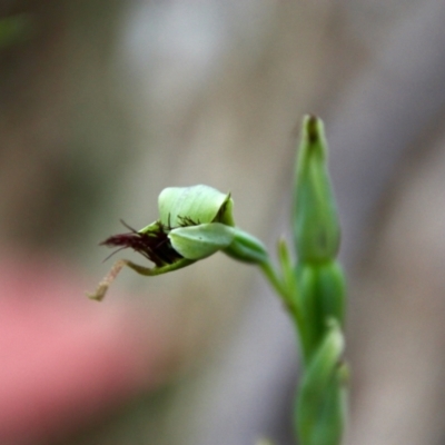 Calochilus paludosus (Strap Beard Orchid) at Broulee Moruya Nature Observation Area - 22 Nov 2021 by LisaH