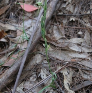 Calochilus paludosus at Moruya, NSW - 22 Nov 2021