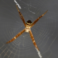 Argiope keyserlingi (St Andrew's Cross Spider) at Broulee Moruya Nature Observation Area - 22 Nov 2021 by LisaH