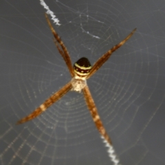 Unidentified Orb-weaving spider (several families) (TBC) at Moruya, NSW - 22 Nov 2021 by LisaH