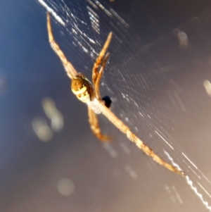 Argiope keyserlingi at Moruya, NSW - 22 Nov 2021