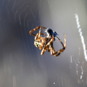 Argiope keyserlingi at Moruya, NSW - 22 Nov 2021