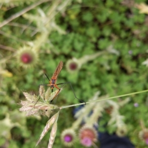 Harpobittacus australis at Jerrabomberra, ACT - 22 Nov 2021