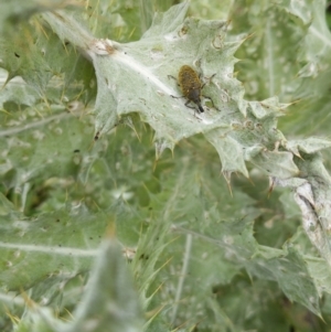 Larinus latus at Jerrabomberra, ACT - 22 Nov 2021 12:27 PM