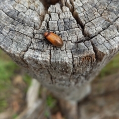 Ecnolagria grandis (Honeybrown beetle) at Isaacs Ridge - 22 Nov 2021 by SusanneG