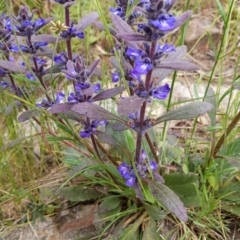 Ajuga australis (Austral Bugle) at Isaacs Ridge - 22 Nov 2021 by SusanneG