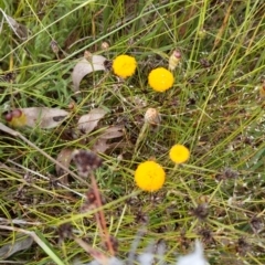 Leptorhynchos squamatus (Scaly Buttons) at Mount Painter - 15 Nov 2021 by SusanneG