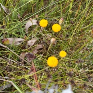 Leptorhynchos squamatus at Cook, ACT - 15 Nov 2021 02:15 PM