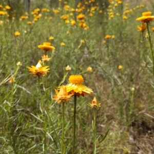 Xerochrysum viscosum at Cook, ACT - 15 Nov 2021 02:12 PM