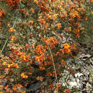 Dillwynia sp. at Cook, ACT - 15 Nov 2021