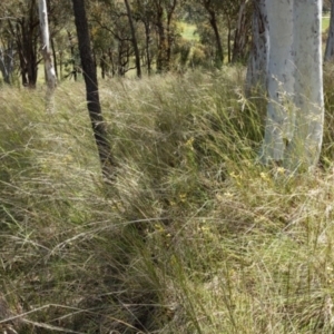 Diuris sulphurea at Cook, ACT - suppressed