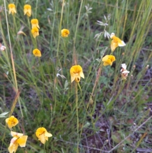 Goodenia pinnatifida at Jerrabomberra, ACT - 10 Nov 2021 07:21 PM