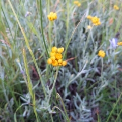 Chrysocephalum apiculatum (Common Everlasting) at Jerrabomberra Grassland - 10 Nov 2021 by SusanneG