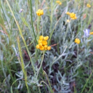 Chrysocephalum apiculatum at Jerrabomberra, ACT - 10 Nov 2021 07:17 PM