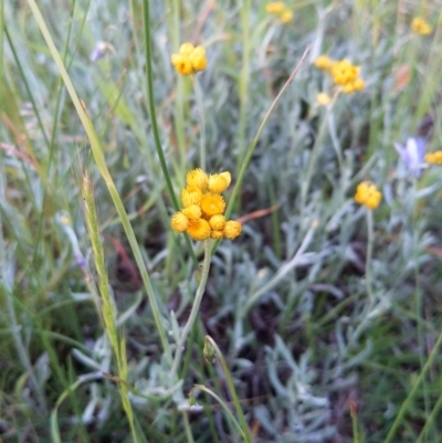 Chrysocephalum apiculatum (Common Everlasting) at Jerrabomberra, ACT - 10 Nov 2021 by SusanneG