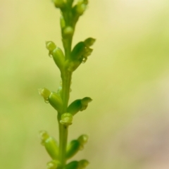 Microtis sp. (Onion Orchid) at Broulee Moruya Nature Observation Area - 22 Nov 2021 by LisaH