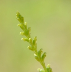 Microtis sp. at Moruya, NSW - 22 Nov 2021