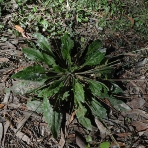 Plantago debilis at Bundanoon, NSW - 15 Mar 2021 01:49 PM