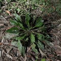 Plantago debilis (Shade Plantain) at Wingecarribee Local Government Area - 15 Mar 2021 by JanetRussell