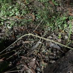 Plantago debilis at Bundanoon, NSW - 15 Mar 2021 01:49 PM