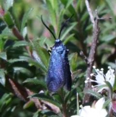 Pollanisus (genus) (A Forester Moth) at Moruya, NSW - 22 Nov 2021 by LisaH