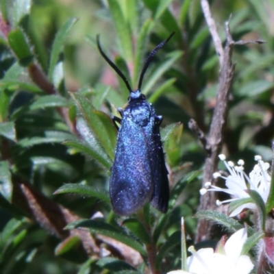 Pollanisus (genus) (A Forester Moth) at Moruya, NSW - 22 Nov 2021 by LisaH
