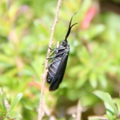 Pollanisus (genus) at Moruya, NSW - suppressed