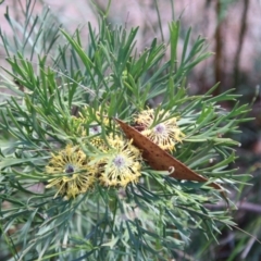 Isopogon anemonifolius (Common Drumsticks) at Moruya, NSW - 22 Nov 2021 by LisaH
