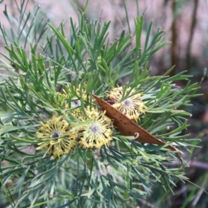 Isopogon anemonifolius at Moruya, NSW - suppressed