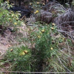 Isopogon anemonifolius at Moruya, NSW - 22 Nov 2021