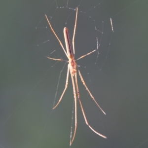 Tetragnatha sp. (genus) at Moruya, NSW - suppressed