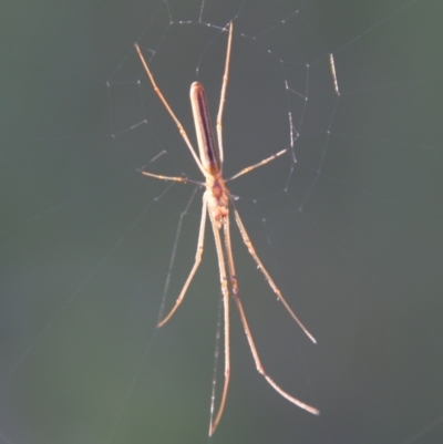 Tetragnatha sp. (genus) (Long-jawed spider) at Broulee Moruya Nature Observation Area - 22 Nov 2021 by LisaH