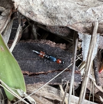 Paederus sp. (genus) (Whiplash rove beetle) at Murrumbateman, NSW - 21 Nov 2021 by SimoneC