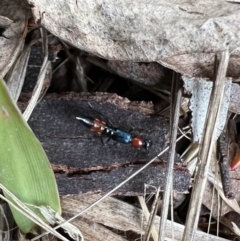 Staphylinidae (family) (Rove beetle) at Murrumbateman, NSW - 21 Nov 2021 by SimoneC