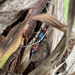 Paederus sp. (genus) at Murrumbateman, NSW - 21 Nov 2021